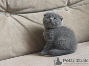 Photo №1. scottish fold - à vendre en ville de Munich | 250€ | Annonce № 120386