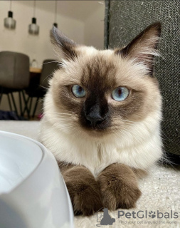 Photo №1. ragdoll - à vendre en ville de New york | 379€ | Annonce № 102886