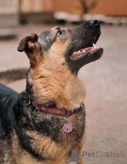Photo №3. Kai, un jeune chien domestique à la recherche d'un foyer. Fédération de Russie