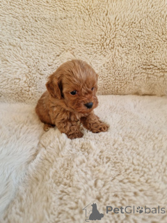 Photo №2 de l'annonce № 155650 de la vente chien bâtard - acheter à USA annonce privée