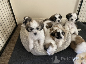 Photo №1. chien bâtard - à vendre en ville de Odensa | négocié | Annonce №169936
