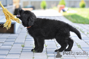 Photo №3. chiots berger allemand. Biélorussie