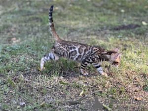 Photo №1. bengal - à vendre en ville de Boston | négocié | Annonce № 36694