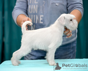 Photo №3. Chiot Schnauzer nain. Biélorussie