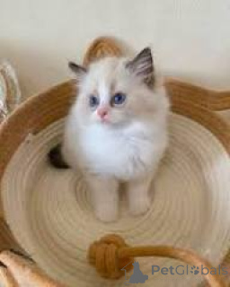 Photo №3. Myynnissä ragdoll-pentuja. La finlande
