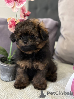 Photo №2 de l'annonce № 135181 de la vente spitz nain - acheter à Allemagne annonce privée, de la fourrière, éleveur