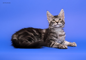 Photos supplémentaires: Maine Coon Chatons