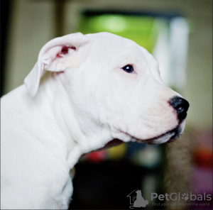 Photos supplémentaires: Chiots Dogo argentino. Documents, tests, vaccinations, marques.