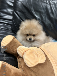 Photo №3. Chiots. Belgique