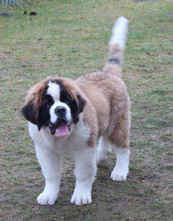 Photo №2 de l'annonce № 8641 de la vente chien bâtard - acheter à Biélorussie de la fourrière