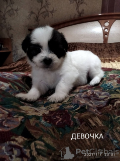 Photo №2 de l'annonce № 8675 de la vente shih tzu - acheter à Ukraine annonce privée