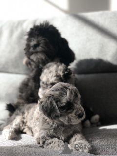 Photo №2 de l'annonce № 19312 de la vente maltipu - acheter à France annonce privée, éleveur