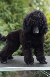 Photo №2 de l'annonce № 167827 de la vente  - acheter à Hongrie de la fourrière, éleveur