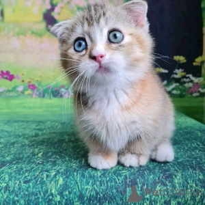 Photo №3. Munchkin Kittens à vendre. USA