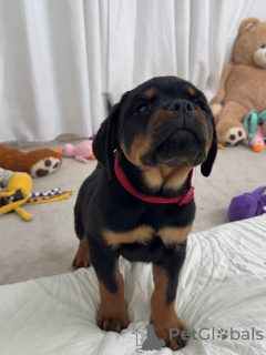 Photo №1. rottweiler - à vendre en ville de Beaufort | négocié | Annonce №179017