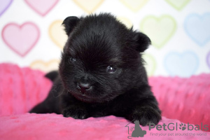 Photos supplémentaires: Chiots Spitz de Poméranie