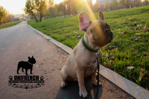 Photo №3. Chiots bouledogue français. Fédération de Russie