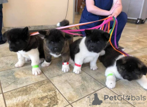 Photo №1. akita (chien) - à vendre en ville de Ostrava | négocié | Annonce №90409