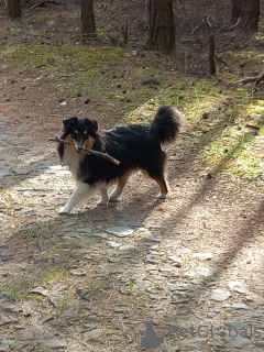 Photo №1. shetland (chien) - à vendre en ville de Skalice u České Lípy | négocié | Annonce №142647