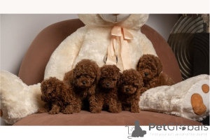 Photo №1. caniche (jouet) - à vendre en ville de Bachka-palanka | négocié | Annonce №168688