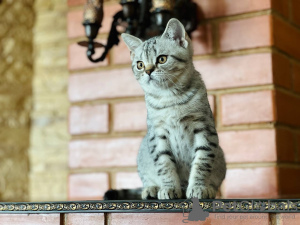 Photos supplémentaires: Chaton Scottish straight, straight, spot silver