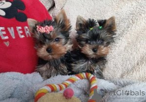 Photo №1. yorkshire terrier - à vendre en ville de Stockholm | négocié | Annonce №113168