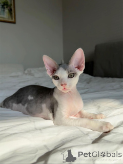 Photo №1. devon rex - à vendre en ville de Berlin | négocié | Annonce № 154285