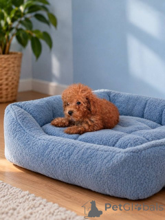 Photo №1. caniche (jouet) - à vendre en ville de Zrénjanin | négocié | Annonce №176760