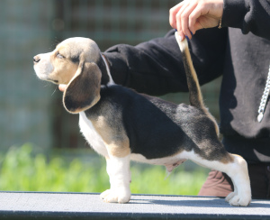 Photo №1. beagle - à vendre en ville de Minsk | 709€ | Annonce №2908