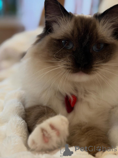 Photo №3. Un rayon de soleil enveloppé dans de la fourrure rencontre Sunny, le Labradoodle. Luxembourg
