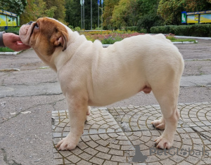 Photo №2 de l'annonce № 10940 de la vente bulldog anglais - acheter à Ukraine éleveur