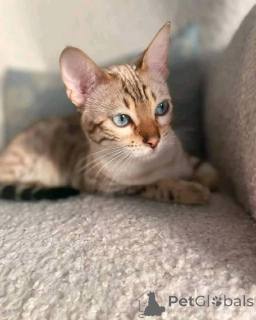 Photo №3. Adorable chaton bengale. USA