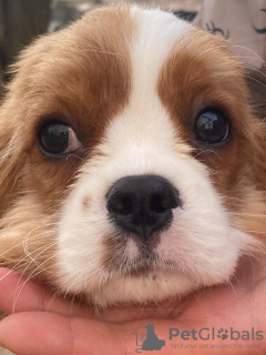 Photo №4. Je vais vendre cavalier king charles spaniel en ville de Berlin. annonce privée - prix - 1000€