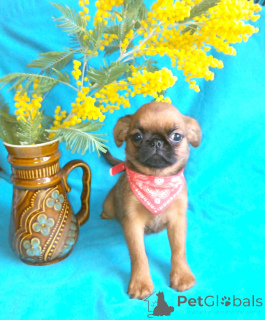 Photo №1. petit brabançon - à vendre en ville de Rivière moscou | 647€ | Annonce №165636