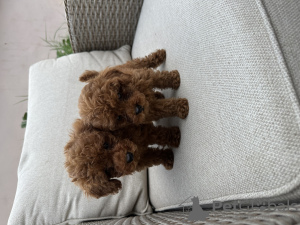 Photo №3. Chiots caniche toy rouge à vendre. Serbie
