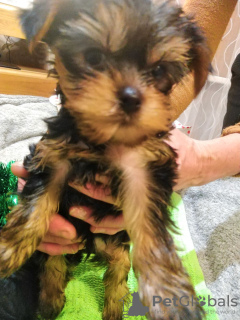 Photos supplémentaires: Chiots Yorkie baby face