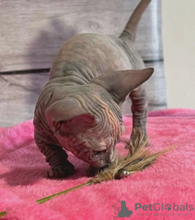 Photo №4. Je vais vendre  en ville de Getaria. annonce privée - prix - négocié