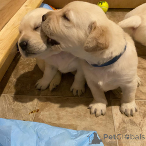 Photo №2 de l'annonce № 162466 de la vente labrador retriever - acheter à Allemagne éleveur