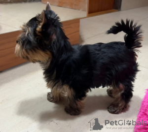 Photo №1. yorkshire terrier - à vendre en ville de Budapest | Gratuit | Annonce №120808