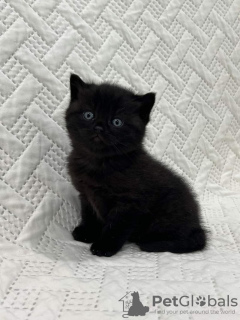 Photo №1. british shorthair - à vendre en ville de Леонберг | 1000€ | Annonce № 132960