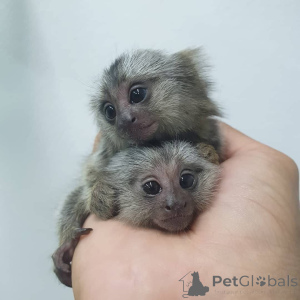 Photo №2 de l'annonce № 162664 de la vente  - acheter à Allemagne 