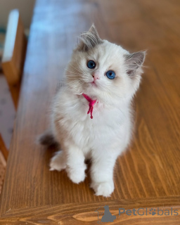 Photo №1. ragdoll - à vendre en ville de Dalarö | négocié | Annonce № 156524
