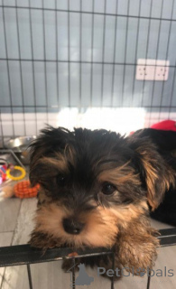 Photo №1.  - à vendre en ville de Alicante | Gratuit | Annonce №144937