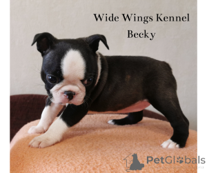 Photo №2 de l'annonce № 139102 de la vente terrier de boston - acheter à Hongrie éleveur