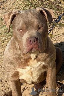 Photo №4. Je vais vendre american bully en ville de Londres. annonce privée - prix - négocié