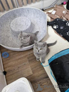 Photo №4. Je vais vendre british shorthair en ville de Wiesbaden. annonce privée, de la fourrière, de l'abri, éleveur - prix - 350€