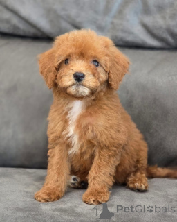 Photo №1. caniche (jouet) - à vendre en ville de Borough de Londres de Camden | 350€ | Annonce №155340