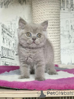 Photo №1. british shorthair - à vendre en ville de Butzbach | Gratuit | Annonce № 121665