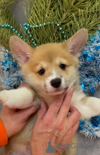 Photo №2 de l'annonce № 142479 de la vente chien bâtard - acheter à Fédération de Russie de la fourrière, éleveur