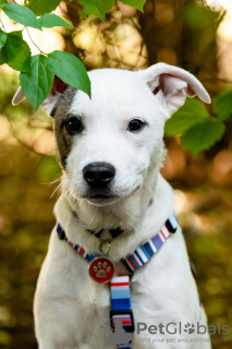 Photos supplémentaires: Magnifique chiot Dart entre de bonnes mains.